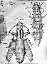 Insect